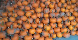 Sprzedam 3-4t dyni spitfire Kaliber 1-4 kg