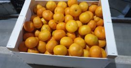 Klementynka rozmiar 5. 2 tony. Możliwe 2-6 ton tygodniowo.