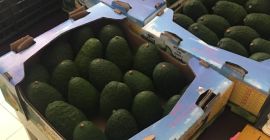 Avocado Hass, Cal 12-14-16-18-22-24, Cat.1 Origin Michoacan and Jalisco,