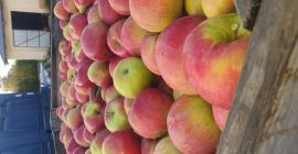 Witam .oferuje idareda duze ilości i przemysl z naidareda