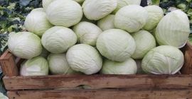 Sprzedam kapustę odmiana Agressor. Wiecej informacji pod nr tel.513422407