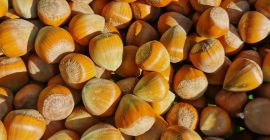 Sprzedam orzechy laskowe katalońskie tegoroczne z rodzinnej plantacji. Pakowane