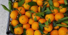 Prosto od rolnika. Bez kalibracji.