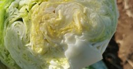 Góra lodowa do cięcia lub do sprzedaży detalicznej pudełek