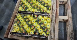 Do sprzedania CYTRYNA , Kalibr 54 -72, pochodzenie Turcja,
