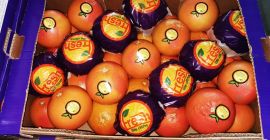 Zapraszamy do zakupów czerwonego grejpfruta , pochodzenie Turcja ,