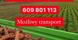 Witam. Mam do sprzedania duże ilości marchwi odmiany karotan.