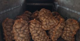 Sprzedam ziemniaki jadalne Jelly, cena do uzgodnienia. Więcej informacji