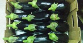 Bakłażan bardzo smaczny,doskonale wybarwiony.Pakowanie i kalibracja na życzenie klienta.W