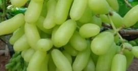 Jesteśmy czołowym eksporterem świeżych owoców i warzyw z Indii