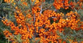 Sprzedam wysokiej jakości mrożone jagody rokitnika z Rumunii. Dostępny