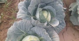 Świeża kapusta z Uzbekistanu. WhatsApp +998933814146.