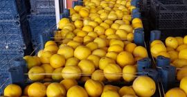 Продажа тоннами фруктов 3 качества для производства соков или