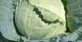 Odmiana kapusta krucha i bardzo ładna