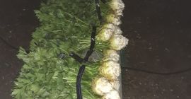 Seler z liśćmi i chatą. Chatka zapakowana w worki