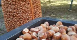 Sprzedam orzechy laskowe w ilości około 0,8 tony. Orzechy