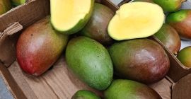 Witam mam na sprzedaż awokado i mango w ilościach
