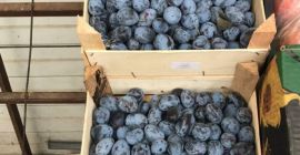 Odmiana śliwek Stanley Se alpha w Bukareszcie Pochodzenie: Republika