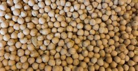 Wilgotność - maksymalnie 14%, materiały obce - 2%, pęknięcia