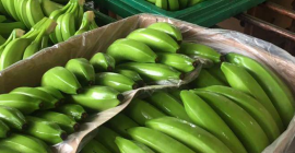 Prowadzimy sprzedaż bananów i różnego rodzaju owoców po więcej
