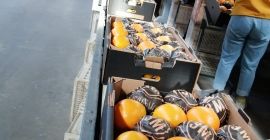 Pomarańcze: rodzaj Navel Kraj pochodzenia: Egypt Kategoria: 1 i