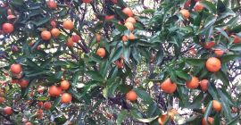 Ekologiczne mandarynki i mandarynki do sprzedaży z bio farmy