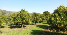 Sprzedam naturalne, dojrzałe i niechemiczne pomarańcze. Są bardzo słodkie