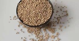 Kolendra to ajurwedyczne zioło lecznicze; jest również używany jako