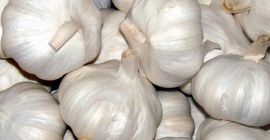 Jego bliskimi krewnymi są cebula, szalotka, por, szczypiorek i