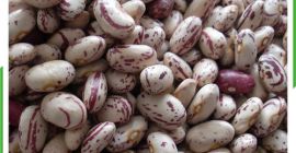 NA SPRZEDAŻ NOWA JAKOŚĆ ZIARNA KROPKA. MAMY NASTĘPUJĄCE DOSTĘPNE