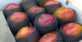 Jesteśmy dostawcami najwyższej jakości Mango Kent z Peru Jesteśmy