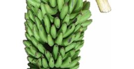 Matooke w różnych rozmiarach i banan we wszystkich rozmiarach