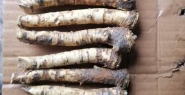 Oferuję świeży, schłodzony, mrożony, umyty (niemyty) korzeń chrzanu (sortowany