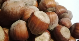 Sprzedam orzechy laskowe odmiany katalońskiej z młodej plantacji. Orzechy