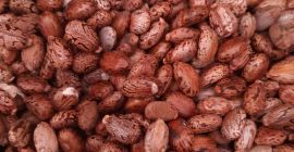 Produkcja 2020 w ekosystemie. 40 euro / kg nasion