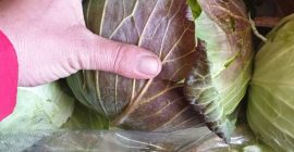 ŚWIEŻA KAPUSTA BEZPOŚREDNIO OD PRODUCENTA, CIĘCIE WYKONANE NA ZAMÓWIENIE,