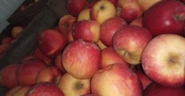 Mam do sprzedania jabłko florinę z przechowalni. Przechowywaną w