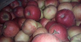 Sprzedam ok. 10 ton Idareta przechowywanego w przechowalni w