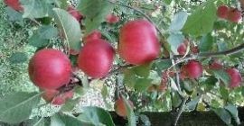 Sprzedaję jabłka konsumpcyjne i przemysłowe, w cenie producenta. Cel.