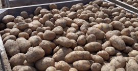 Sprzedam ziemniaki jadalne pakowane w worki 15 kg ziemniaki