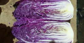 Ukraińska firma "Accent-Town" oferuje pekińską kapustę białą i fioletową.