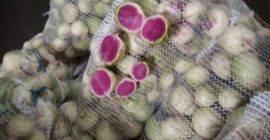 Ukraińska firma &quot;Accent-Town&quot; zwraca uwagę na białą rzodkiewkę. Pakowanie