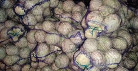 Ukraińska firma &quot;Accent-Town&quot; oferuje Państwu polerowany korzeń selera. Pakowanie