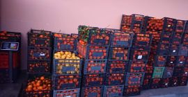 Greckie pomarańcze, 100% BIO Niedawno sprowadzone z Grecji.