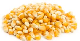Żółta kukurydza (kukurydza) na paszę dla zwierząt.