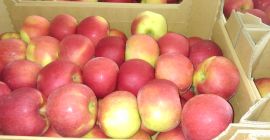 Sprzedam duże ilości jabłek różnych odmian bezpośrednio z Polski