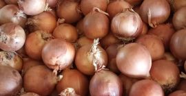 Hiszpańska cebula żółta Duża hiszpańska grupa producencka TJ Agricultura