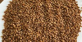 Kasza gryczana z Kazachstanu. Brak pakietu GMF Variety pf.