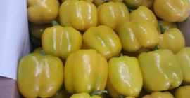 MCM Distributors, jako największy eksporter owoców i warzyw, cieszymy