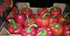 Na sprzedaz Papryka California Czerwona, cat 1, 80+, 5